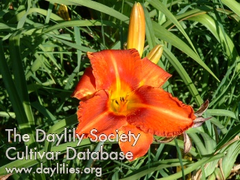 Daylily Boot Scoot’n Feather Acres
